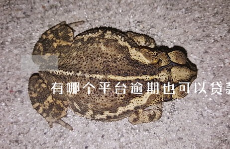 有哪个平台逾期也可以贷款吗 有哪个平台逾期也可以贷款吗