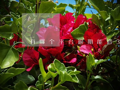 有哪个平台逾期能借3000的 有哪个平台逾期能借3000的