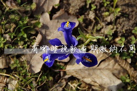 有哪些税款逾期缴纳不用交滞纳金 有哪些税款逾期缴纳不用交滞纳金