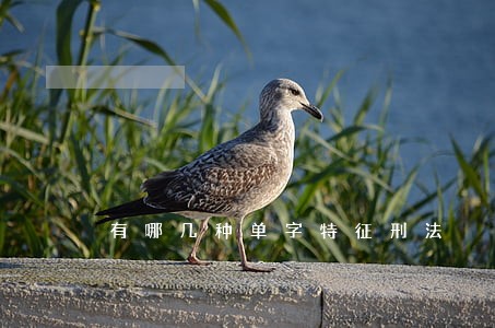 有哪几种单字特征刑法