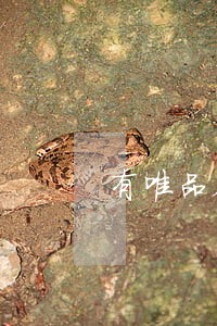 有唯品会借钱逾期三月的人