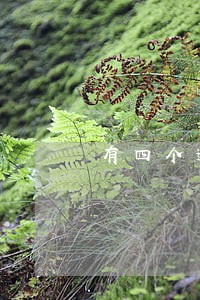 有四个逾期能贷款吗