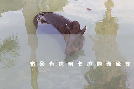 有因为信用卡逾期而坐牢的吗 有因为信用卡逾期而坐牢的吗