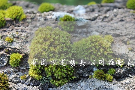 有团队龙陵县公司经营在线律师 有团队龙陵县公司经营在线律师