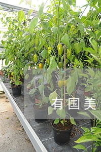 有国美金融逾期 有国美金融逾期