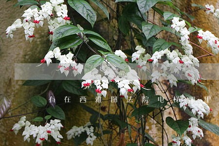 有在西雅图法院电梯那里