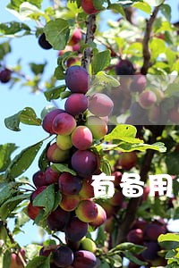 有备用金逾期被判刑的吗 有备用金逾期被判刑的吗