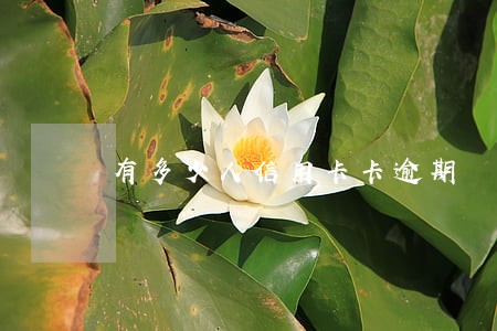有多少人信用卡卡逾期 有多少人信用卡卡逾期