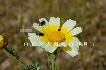 有多少人微粒货逾期了 有多少人微粒货逾期了