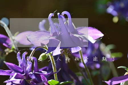 有多少人拍拍贷逾期了 有多少人拍拍贷逾期了