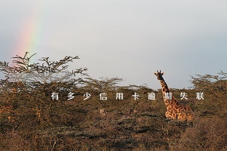 有多少信用卡逾期失联