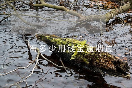 有多少用钱宝逾期过 有多少用钱宝逾期过