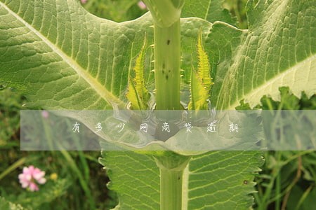 有多少网商贷逾期 有多少网商贷逾期