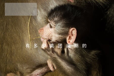 有多少美团逾期的 有多少美团逾期的
