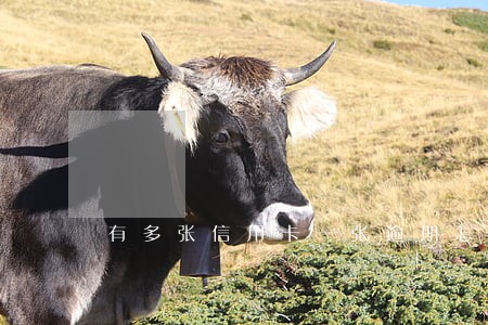 有多张信用卡一张逾期怎么办 有多张信用卡一张逾期怎么办