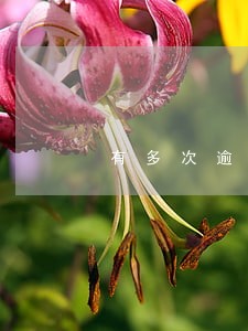 有多次逾期能否申请车贷 有多次逾期能否申请车贷