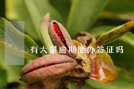 有大量逾期能办签证吗 有大量逾期能办签证吗