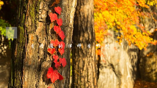 有婚假的律师有哪些 有婚假的律师有哪些