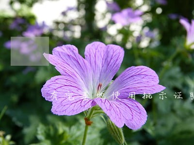 有宅基地使用批示证明能不能诉讼 有宅基地使用批示证明能不能诉讼