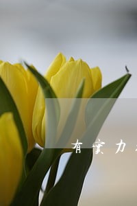 有实力经济纠纷律师多少钱 有实力经济纠纷律师多少钱