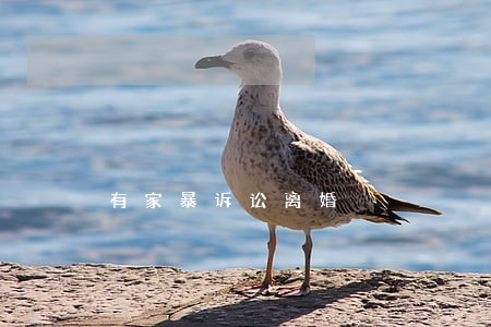 有家暴诉讼离婚 有家暴诉讼离婚