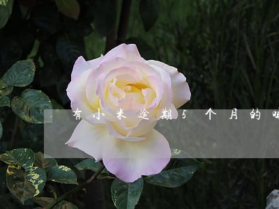 有小米逾期5个月的吗 有小米逾期5个月的吗