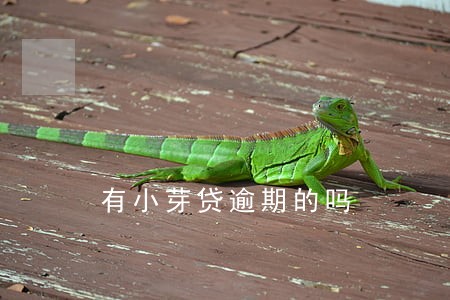 有小芽贷逾期的吗 有小芽贷逾期的吗