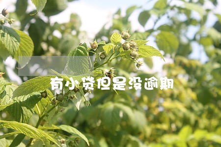 有小贷但是没逾期 有小贷但是没逾期