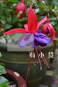 有小贷逾期还能贷吗 有小贷逾期还能贷吗