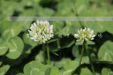 有平安信用卡逾期的吗 有平安信用卡逾期的吗