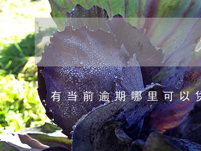 有当前逾期哪里可以贷款 有当前逾期哪里可以贷款