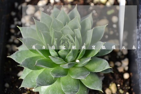 有当前逾期快贷能提出来吗