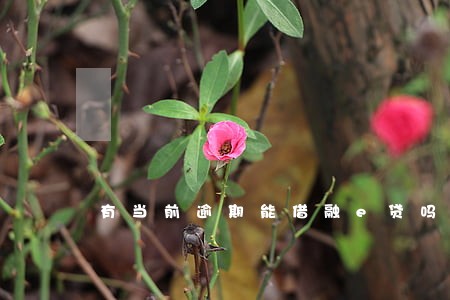 有当前逾期能借融e贷吗 有当前逾期能借融e贷吗