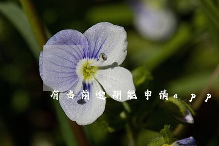 有当前逾期能申请app吗 有当前逾期能申请app吗