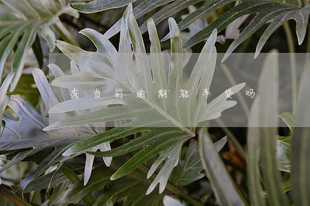 有当前逾期能车贷吗 有当前逾期能车贷吗