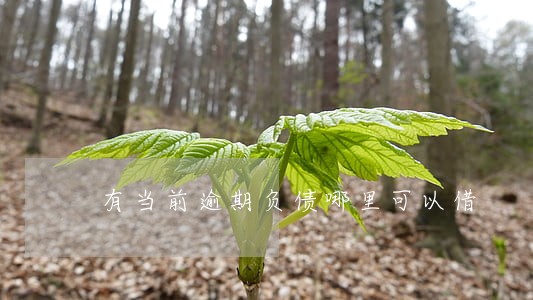 有当前逾期负债哪里可以借