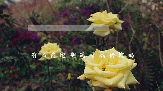 有当前逾期还可以借钱吗 有当前逾期还可以借钱吗