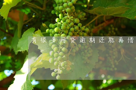 有很多网贷逾期还能再借吗 有很多网贷逾期还能再借吗