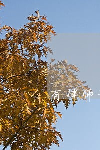 有律师证可以进检察官吗 有律师证可以进检察官吗