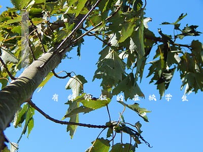 有律师证的在校学生 有律师证的在校学生