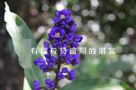 有微粒贷逾期的朋友 有微粒贷逾期的朋友