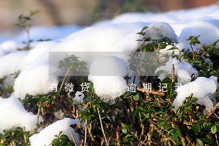 有微贷产品逾期记录请 有微贷产品逾期记录请