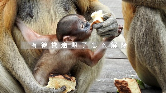 有微贷逾期了怎么解除 有微贷逾期了怎么解除