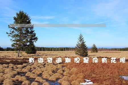 有微贷逾期但是没有花呗