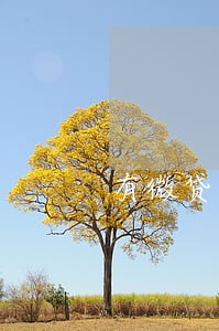 有微贷逾期但没有花呗 有微贷逾期但没有花呗