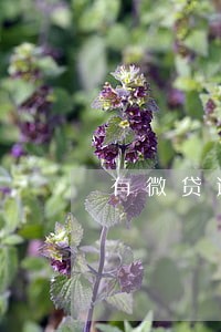 有微贷逾期还不上的吗 有微贷逾期还不上的吗