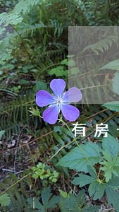 有房子信用卡逾期会怎样 有房子信用卡逾期会怎样