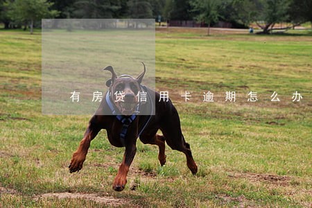 有房贷信用卡逾期怎么办 有房贷信用卡逾期怎么办