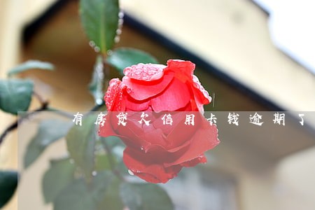 有房贷欠信用卡钱逾期了怎么办 有房贷欠信用卡钱逾期了怎么办