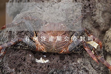 有房贷逾期会查封吗 有房贷逾期会查封吗